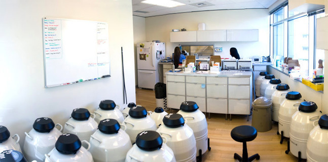 lab