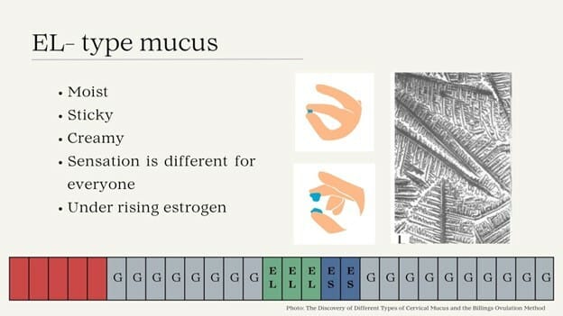 ES (Estrogenic- Sperm transmission)