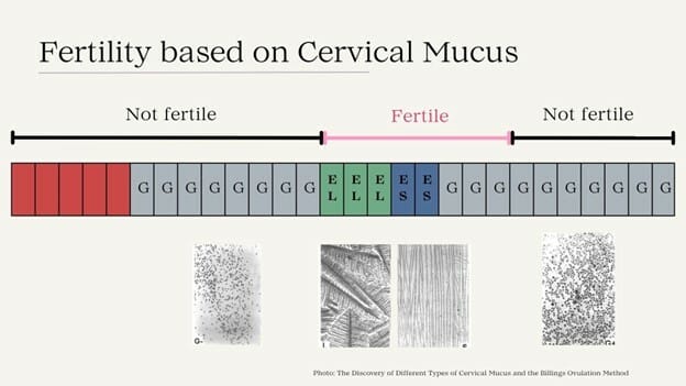 Fertility Based on Cervical Mucus