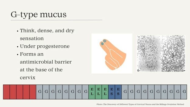 G-type mucus (Gastagenic)