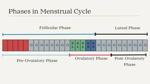 Phases in Menstrual Cycle